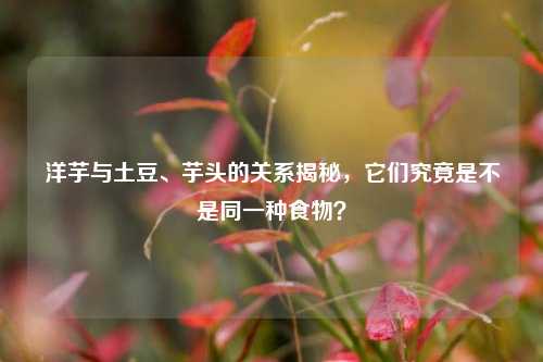 洋芋与土豆、芋头的关系揭秘，它们究竟是不是同一种食物？